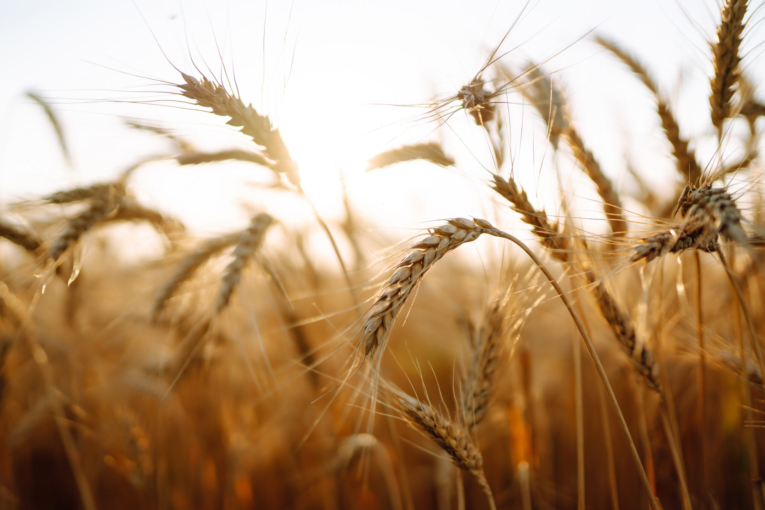 Spermidin und biogene Polyamine